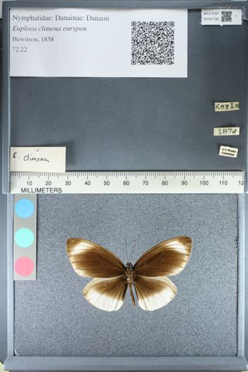 Media type: image;   Entomology 161132
